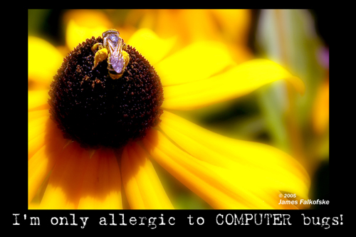 Computer Bugs Image